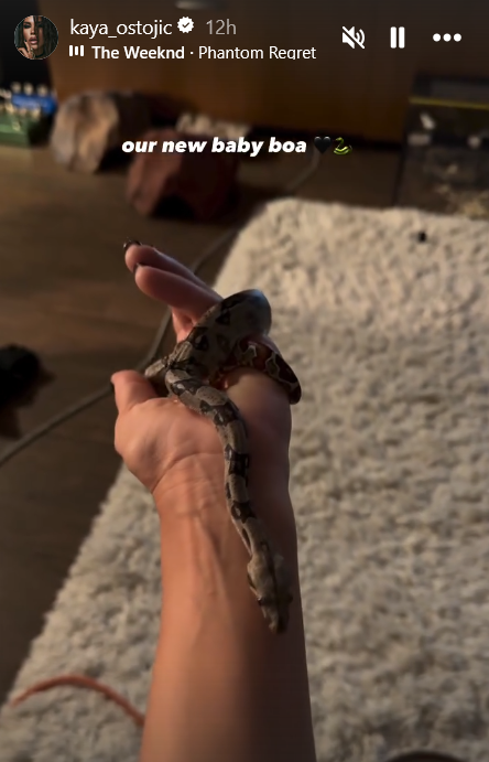 Fanovi ostali zatečeni prizorom, tvrde da za ovo ne bi imali hrabrosti: Kaja Ostojić pokazala novog ljubimca i izazvala haos na mrežama (FOTO) 2 Screenshot 2025 08 19 102814